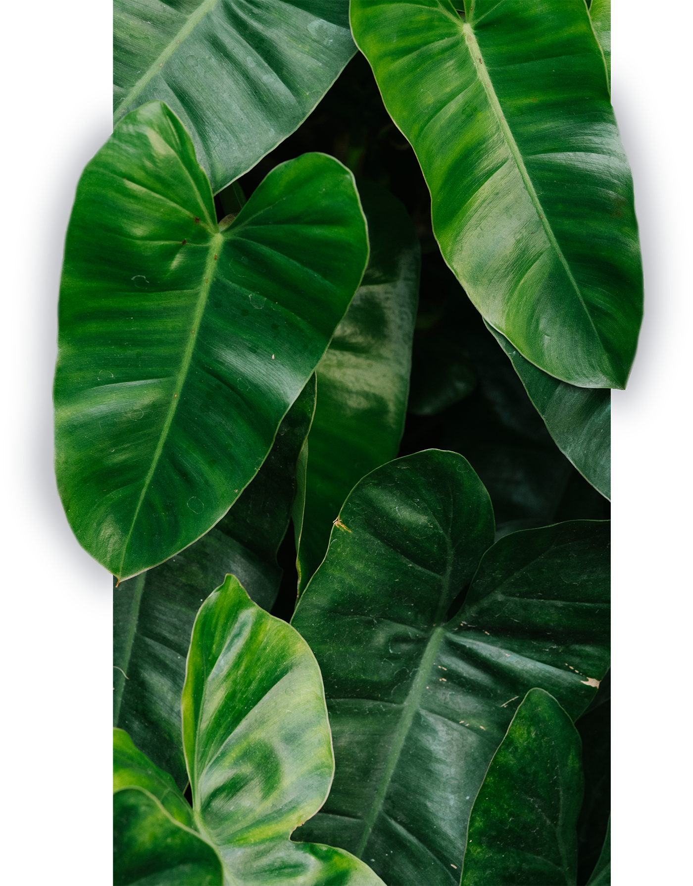 feuilles de jungles